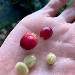 Reife Kaffeekirschen