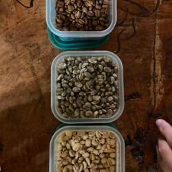 Von unten: getrocknete Bohnen, geschälte, geröstete