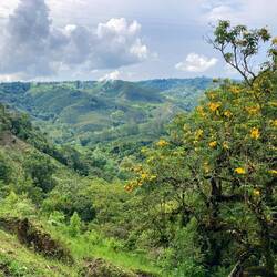 Spaziergang zur Kaffeefarm