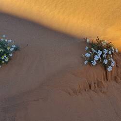 It rained recently and the whole desert is green and covered with flowers, for a few short weeks