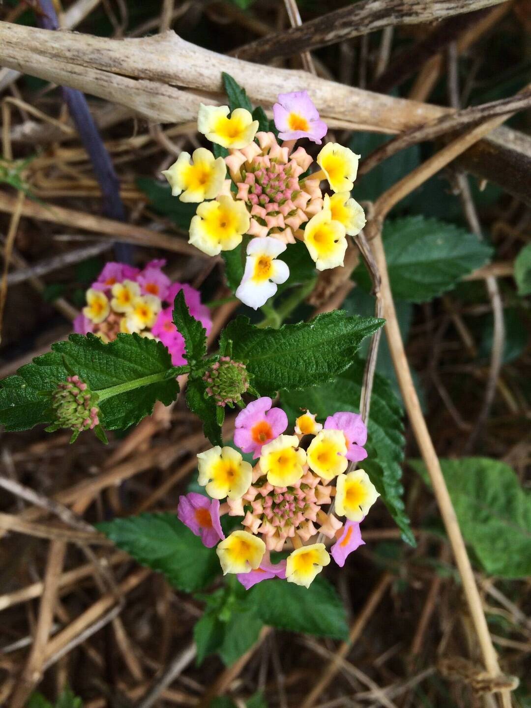 Buschröschen im Unterholz