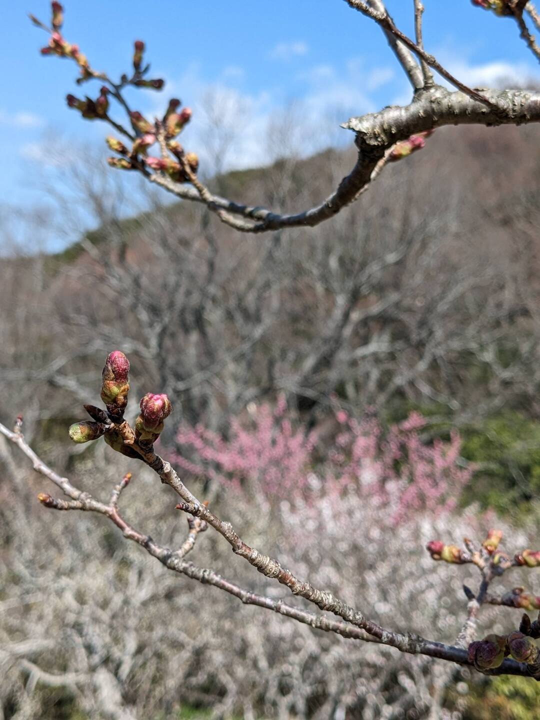 Bourgeons des cerisiers vs. dernières fleurs de prunier