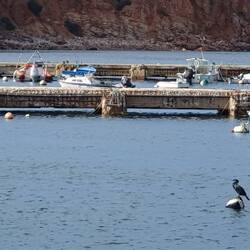 sonnenanbetende Kormorane