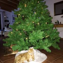 Unser "Weihnachtskind" liegt bereits unter dem Weihnachtsbaum.