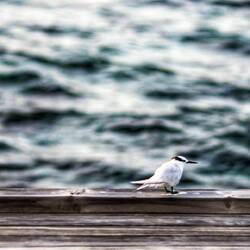 Auch Vögel kann man hier fotografieren