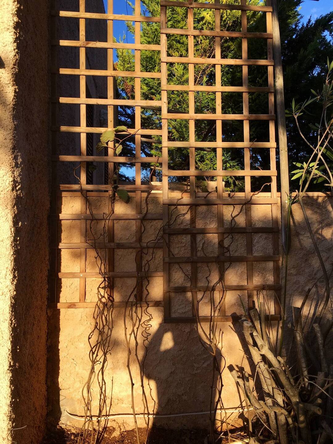 Hier sollen Kiwis wachsen