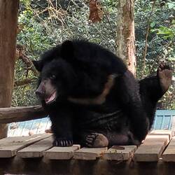 Ursus Thibetanus