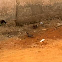 Guineaduif/ rode tortelduif