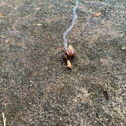 Afrikaanse reuze agaat slak