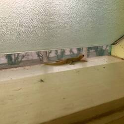 Aziatische gekko