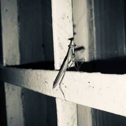 Mannelijke bitst sprinkhaan