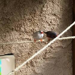 Gipsy & Trixi sind Zebrafinken