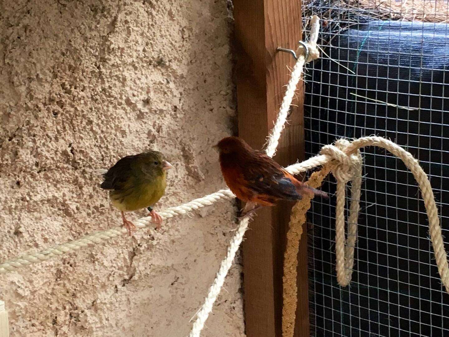 Babsi & Dibsi sind Kanarienvögel