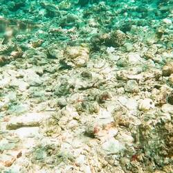 am Bungalow kurz mal ins Wasser, schon wieder so ein kleiner Hai