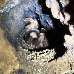 Tarantula