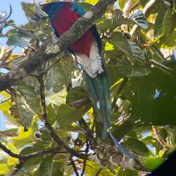 Männlicher Quetzal