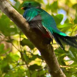 Baby Quetzal