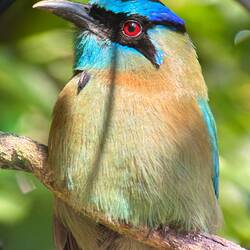 Blaukroniger Motmot
