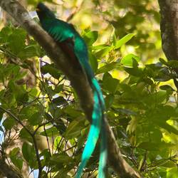 Männlicher Quetzal