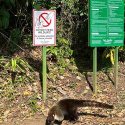Coati