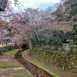 Die Kirschblüte ist schon im Gange..