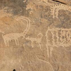 Antilopes being confronted by dogs