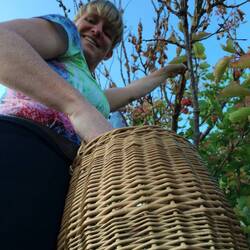 Bäuerin am Aprikosen pflücken