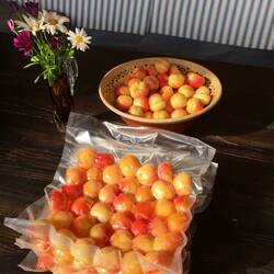 abgepackt und bereit fuür den Gefrierschrank