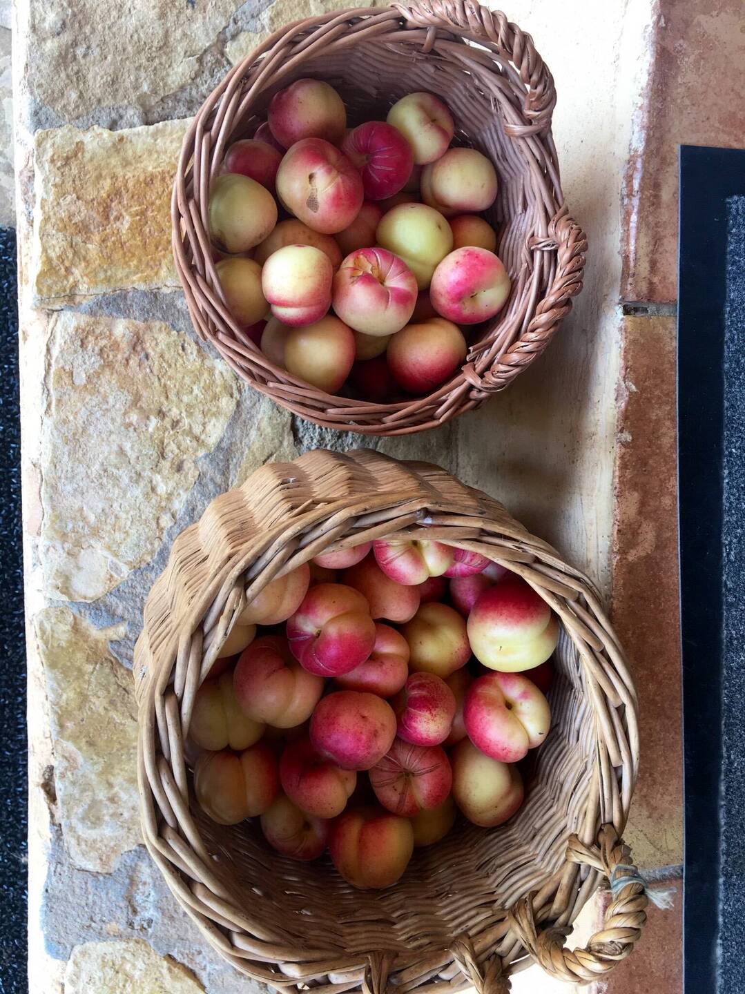 Aprikosen frisch vom Baum
