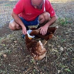 Unsere drei Hühner mit dem Hahn