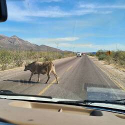 Vorsicht! Kühe queren die Straße