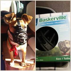 Der Hund von Baskerville 😂