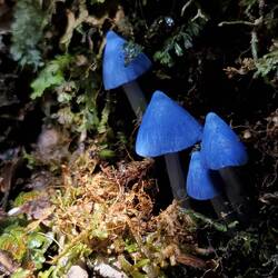 Ein Entoloma hochstetteri steht im Walde ...