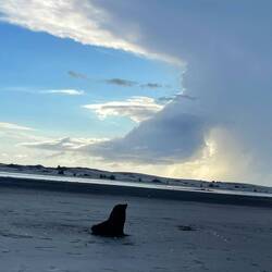 Einzelne Robbe auf dem Rückweg...Hat sie sich verirrt?