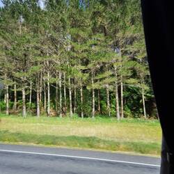 These trees have their lower branches cut to assist in better and straighter growth before harvested