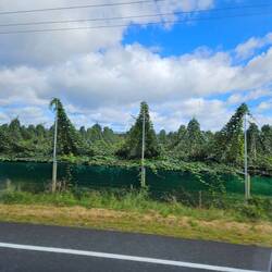 Kiwi farms... these are ruby red and sun gold kiwis. They grow in tents.
