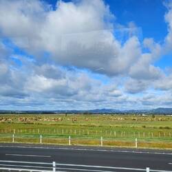 Zoom in... it's a field of cows! We passed several of these in the hour drive