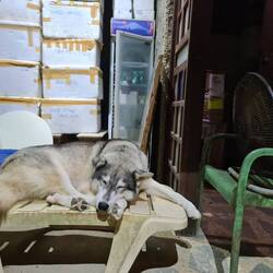 Husky nur mit Lüfter überlebensfähig