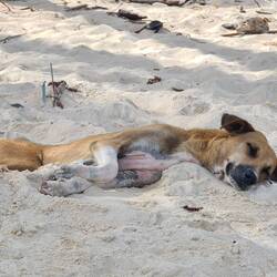 Hier kann Hund sich nur wohlfühlen!