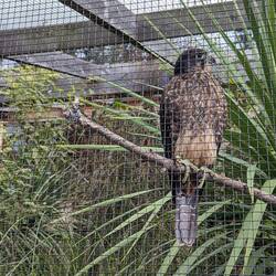 Ein Maori Falke