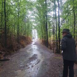 Poured with rain all morning. Avenue of elms to the Yarrangabilly Caves (early 1900's planting)