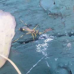 Strange wasp @ Talbingo (?spider wasp?)