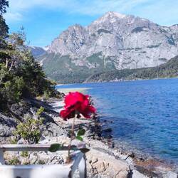 Rose im Wasser gefunden