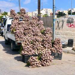 Hier ist Vampir frei Zone, alles Knoblauch