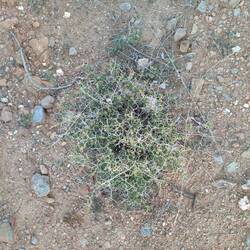 Besonders gut gefallen uns diese Molekülmodelle in Pflanzenform