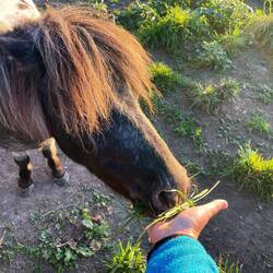 Und auf dem Rückweg noch Ponys gefüttert