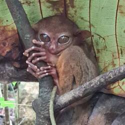 Augen auf! Koboldäffchen auf Bohol