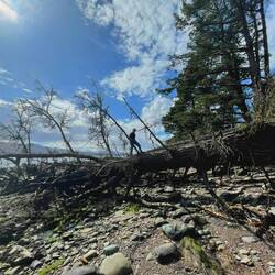 Wegen dem natürlichen Gang der Dinge sind einige alten Bäume umgestürzt