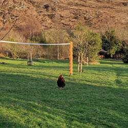 Hühner haben hier zur Selbstversorgung auch alle