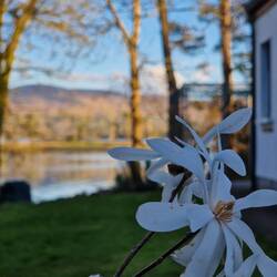 Auch hier blüht alles